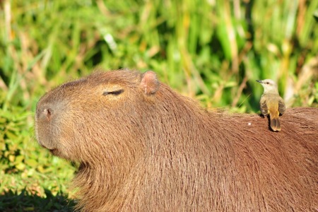 kapibara myśli